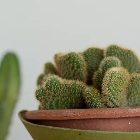 Casa Aurelia 阿尔盖罗